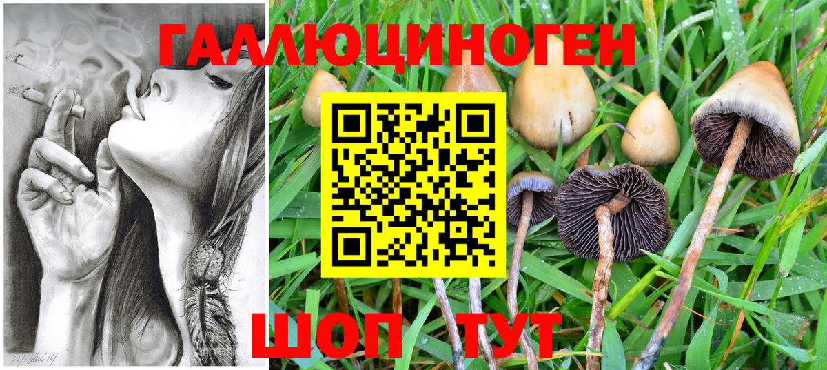 Жуковский  Галлюциногенные грибы Cubensis  Вход с VPN 